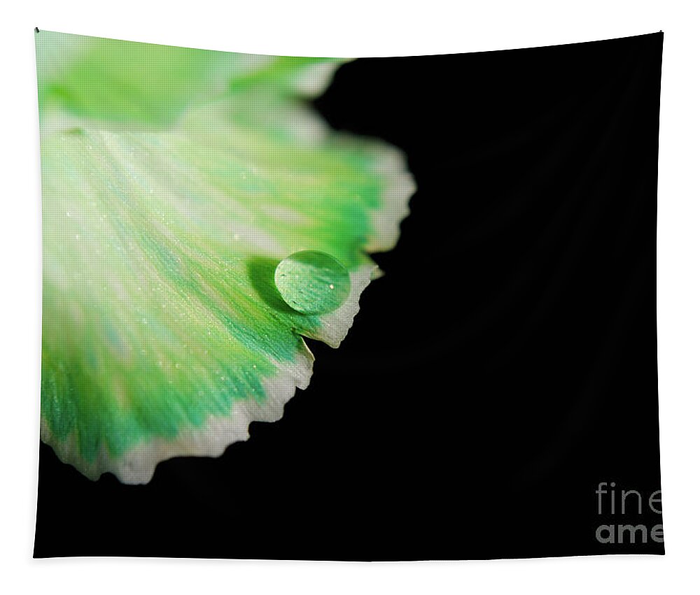 Flowers Tapestry featuring the photograph Water Droplet on Carnation Petal Nature Photograph #1 by PIPA Fine Art - Simply Solid