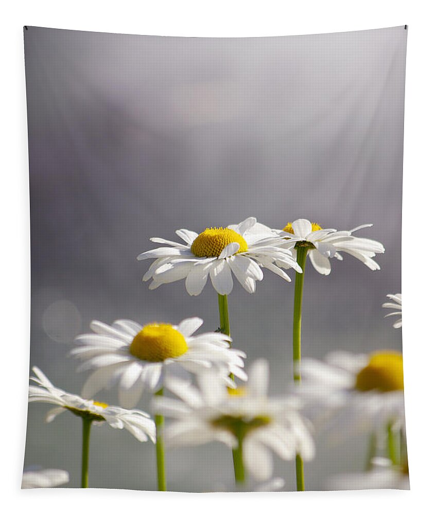 Agriculture Tapestry featuring the photograph White Daisies #1 by Carlos Caetano