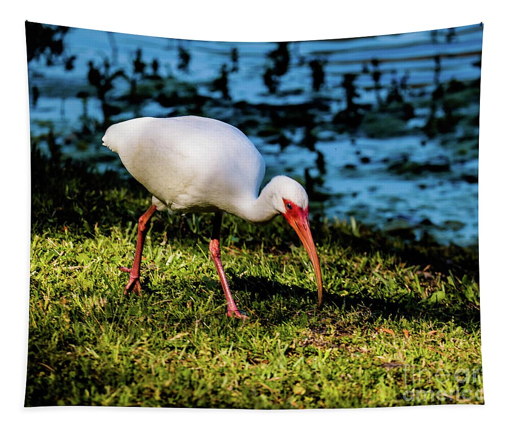 Hilton Head Tapestry featuring the photograph White Ibis #1 by Thomas Marchessault