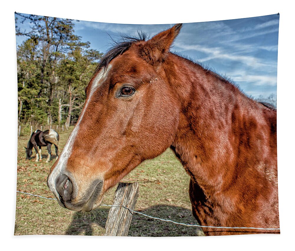 Horse Tapestry featuring the photograph Wild Horse in Smoky Mountain National Park #1 by Peter Ciro