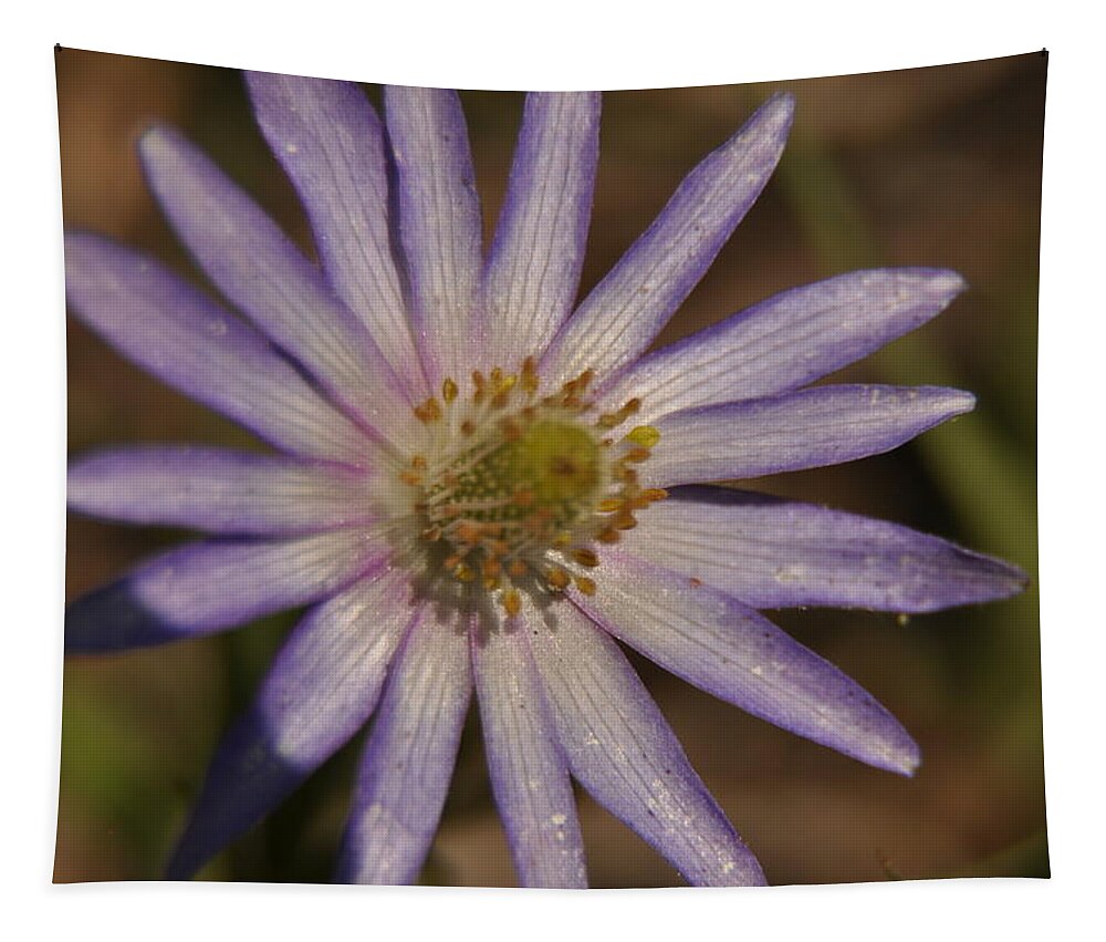 Texas Hill Country Tapestry featuring the photograph Wind-Flower #1 by Frank Madia