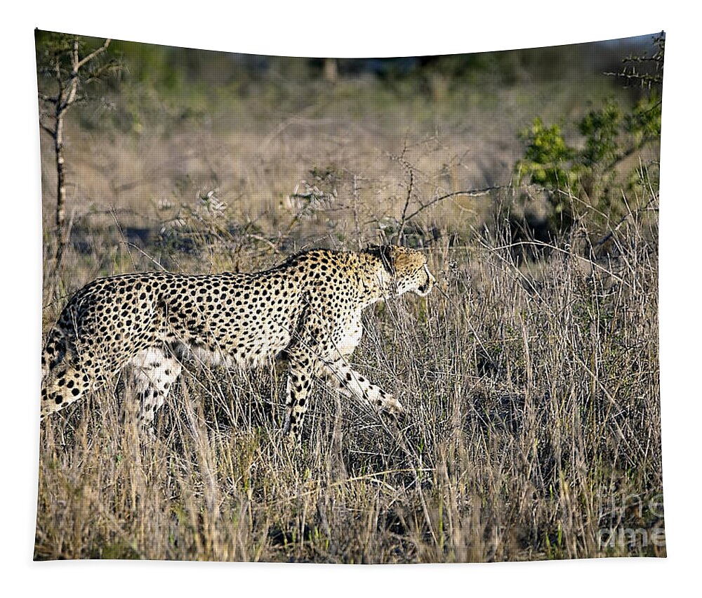 South Tapestry featuring the photograph 1100 Cheetah by Steve Sturgill