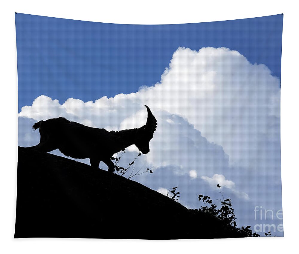Alpine Ibex Tapestry featuring the photograph 150622p053 by Arterra Picture Library
