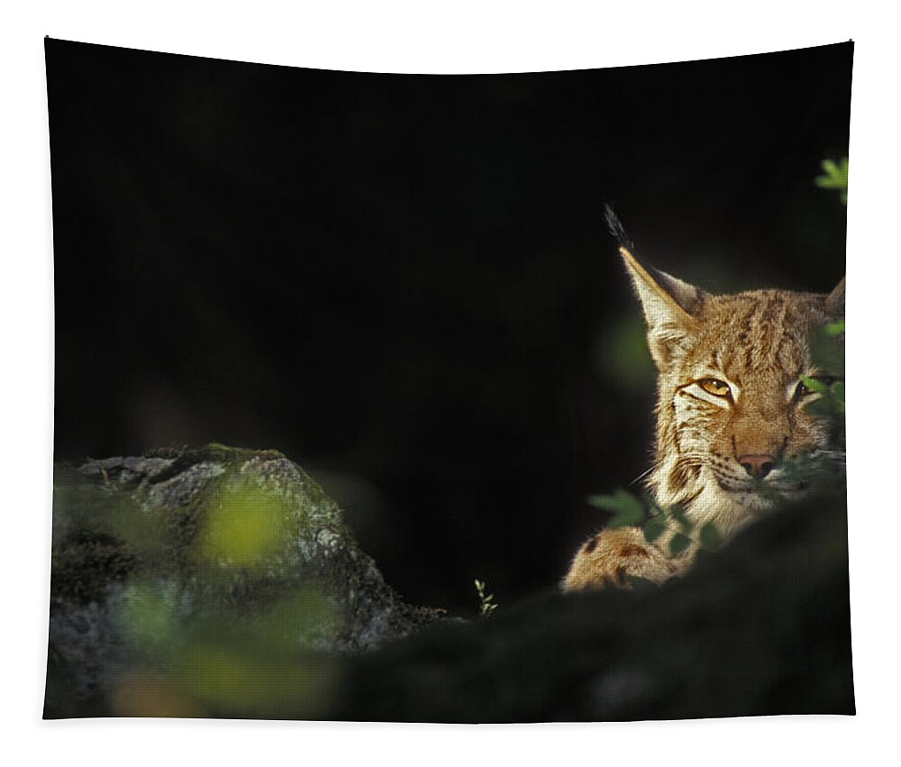 Eurasian Lynx Tapestry featuring the photograph 151001p105 by Arterra Picture Library