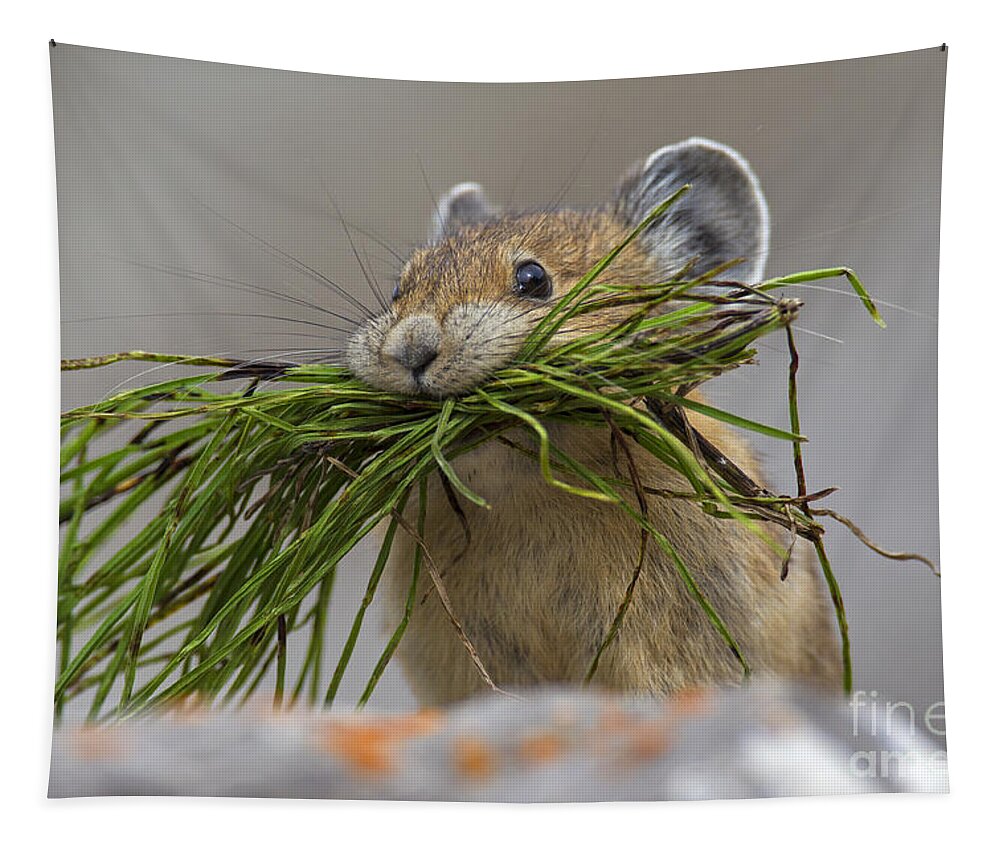 American Pika Tapestry featuring the photograph Pika with a mouthful by Arterra Picture Library