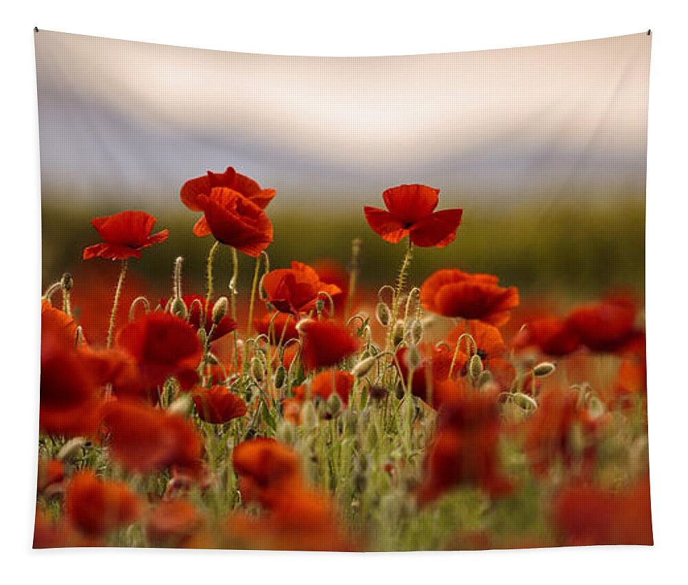 Poppy Tapestry featuring the photograph Summer Poppy Meadow by Nailia Schwarz