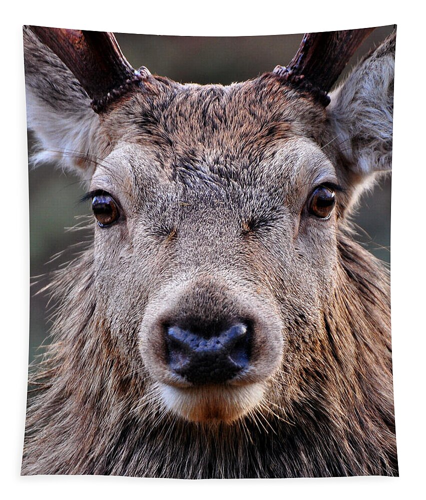 Red Deer Stag Close Up Tapestry featuring the photograph Red Deer Stag #17 by Gavin Macrae