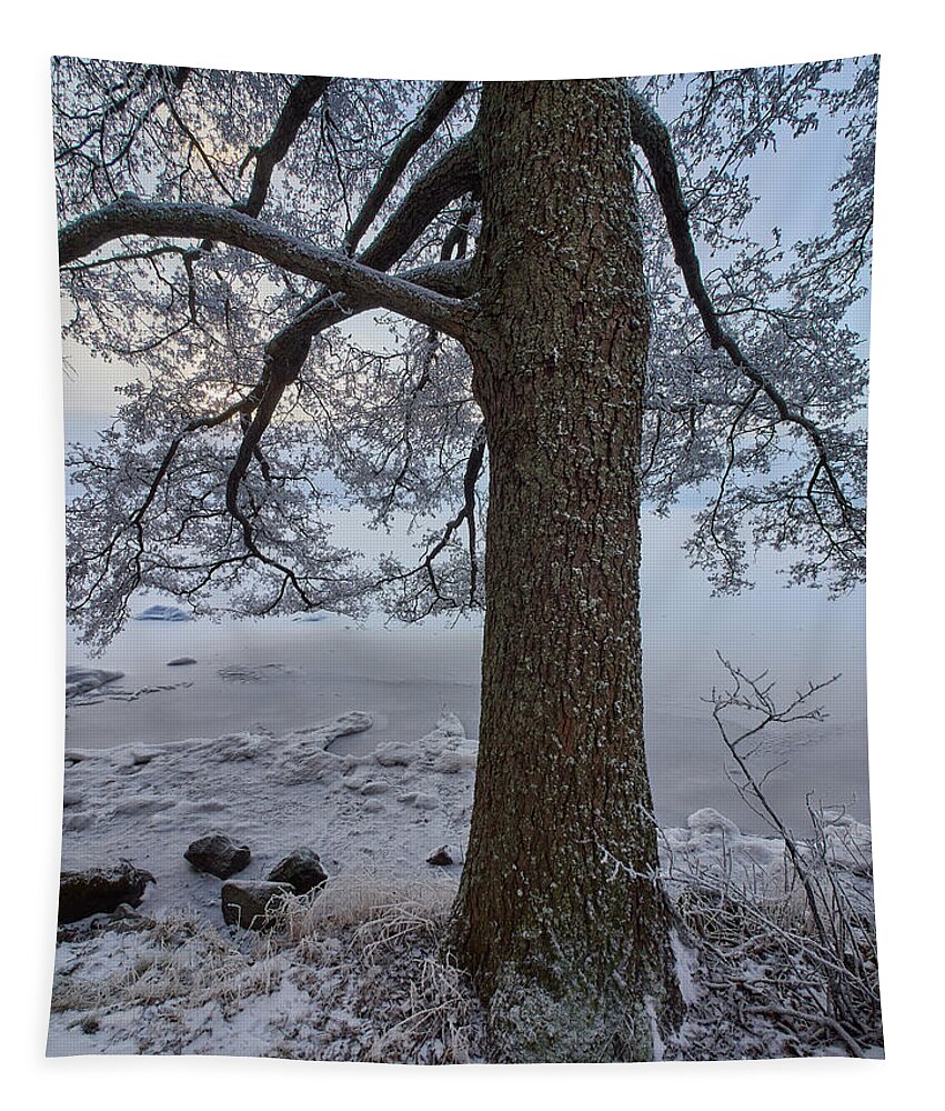 Finland Tapestry featuring the photograph Arboretum winter #2 by Jouko Lehto