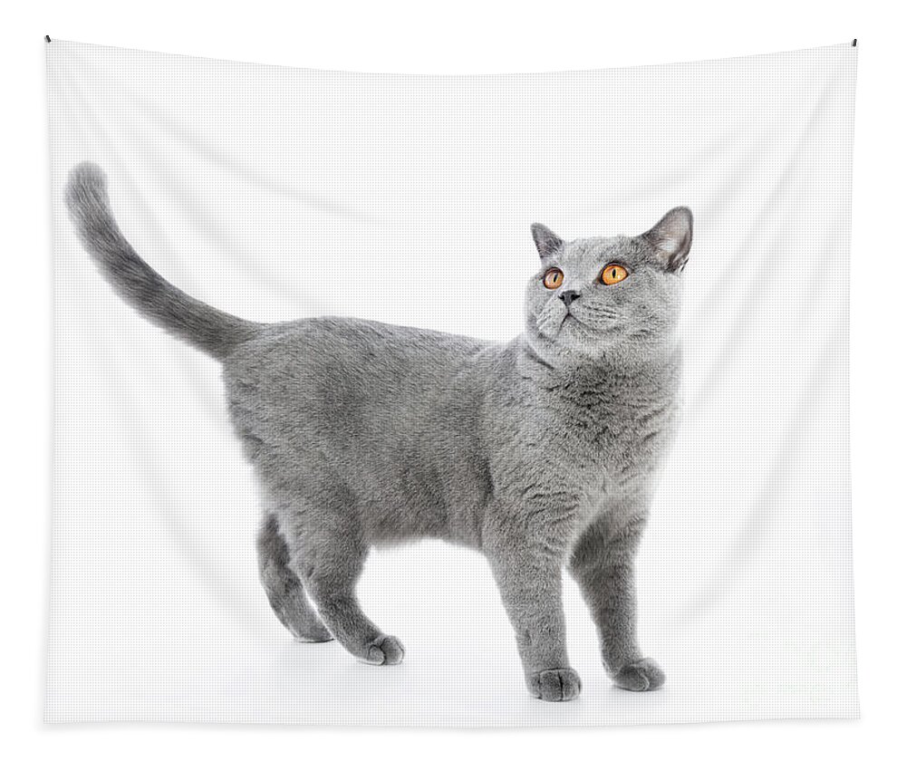 Cat Tapestry featuring the photograph British Shorthair cat isolated on white. Standing #2 by Michal Bednarek