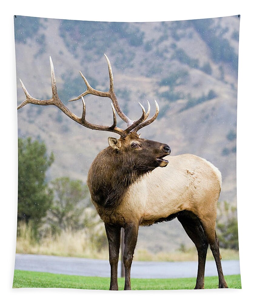 Elk Tapestry featuring the photograph Bull Elk #2 by Wesley Aston