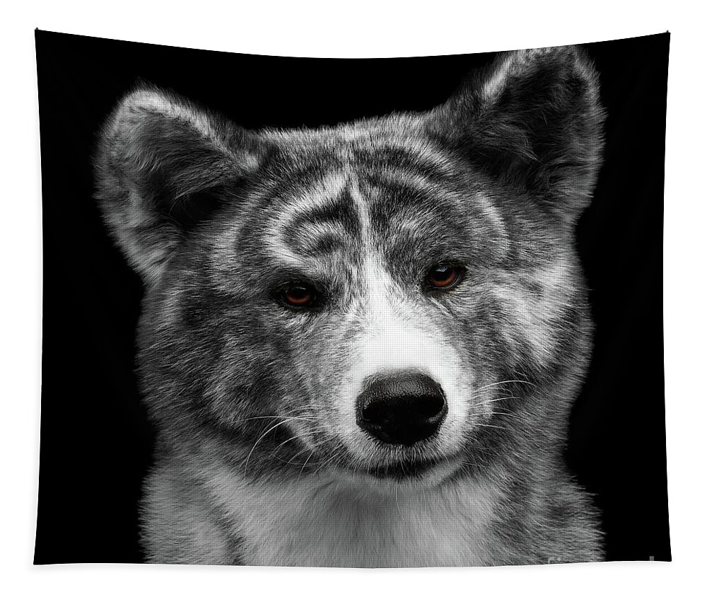 Akita Tapestry featuring the photograph Closeup portrait of Akita inu Dog on Isolated Black Background by Sergey Taran