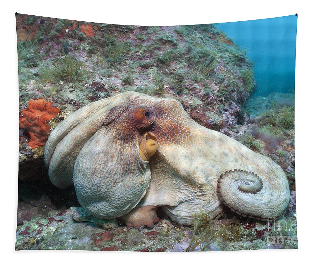 Common Octopus Tapestry featuring the photograph Common Octopus #2 by Reinhard Dirscherl