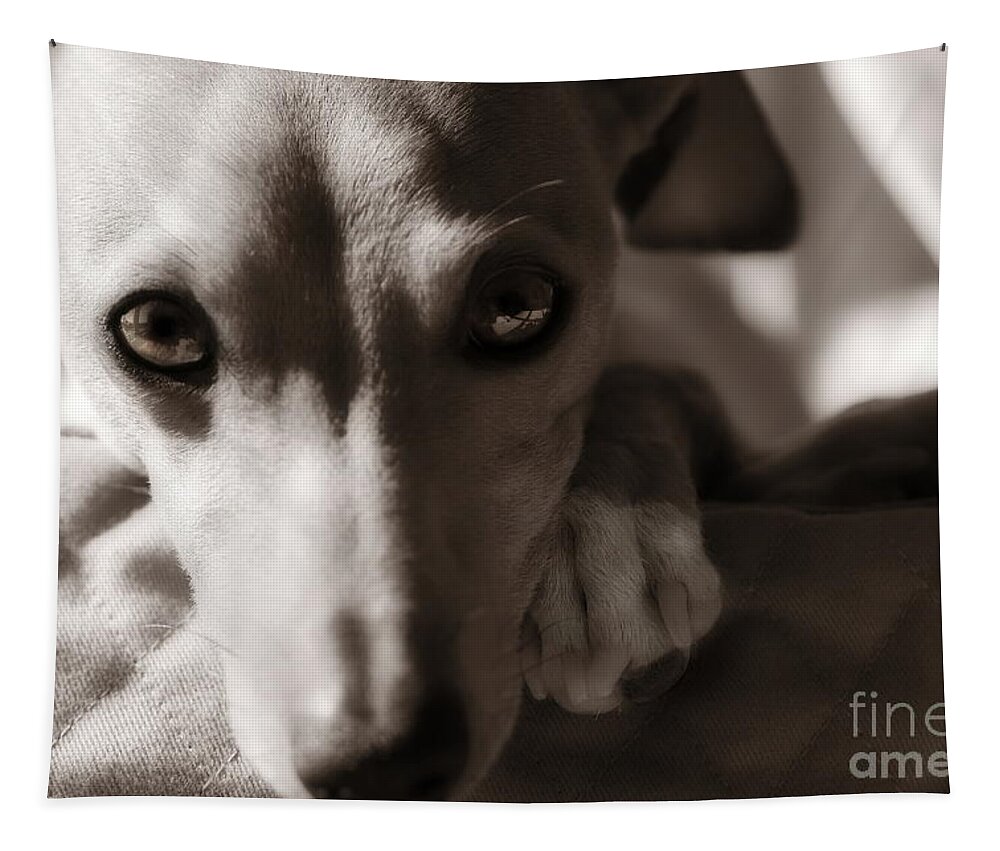 Editorial Tapestry featuring the photograph Heart You Italian Greyhound by Angela Rath