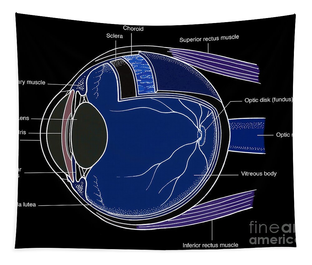 Eyeball Eye Anatomy' Sticker