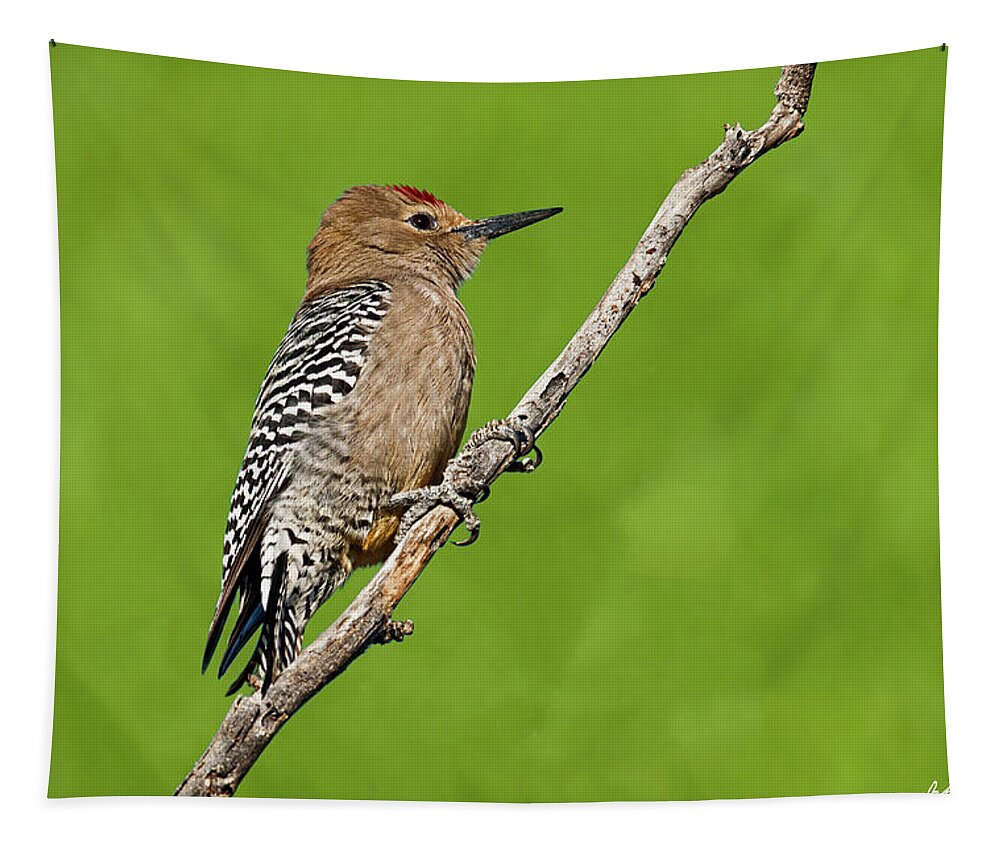 Animal Tapestry featuring the photograph Male Gila Woodpecker by Jeff Goulden