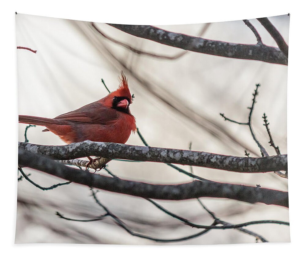 Cardinalis Tapestry featuring the photograph Northern cardinal #2 by SAURAVphoto Online Store