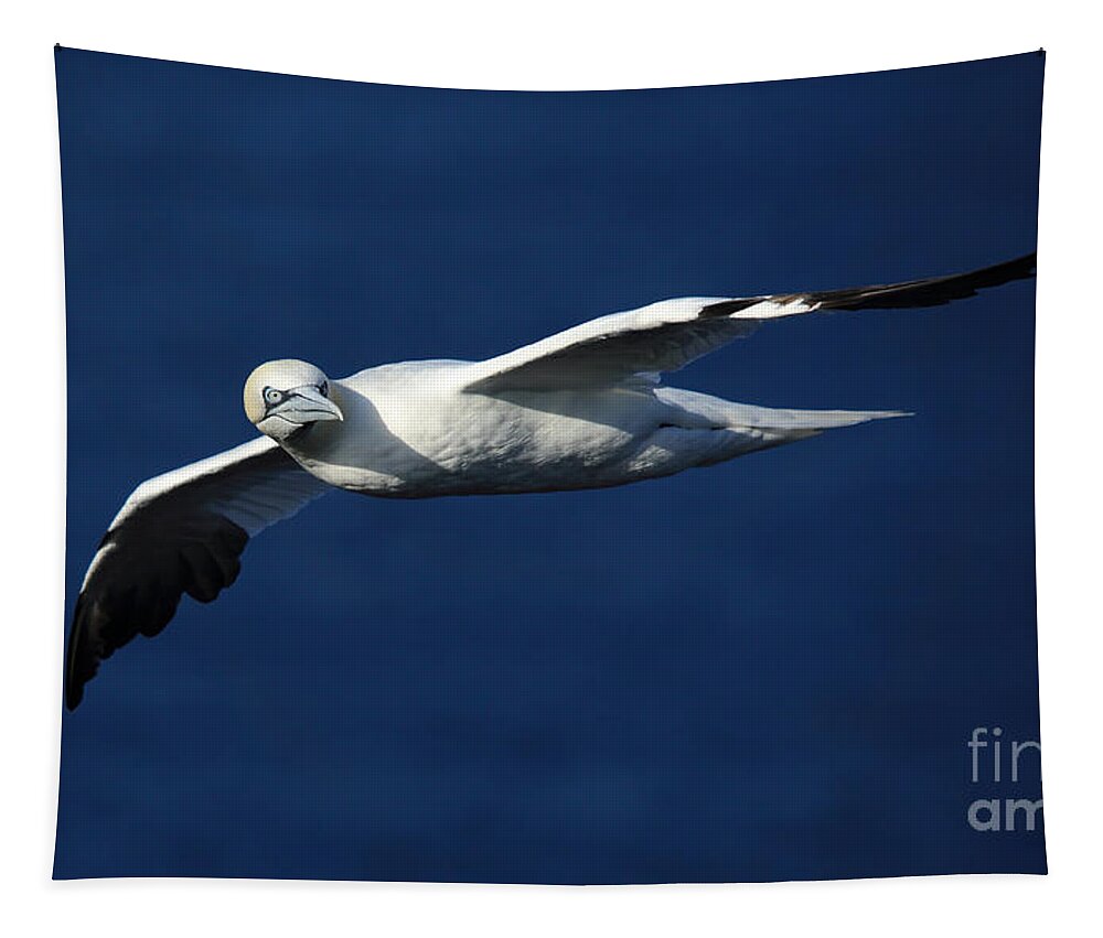 Northern Gannet Tapestry featuring the photograph Northern Gannet in flight #2 by Maria Gaellman