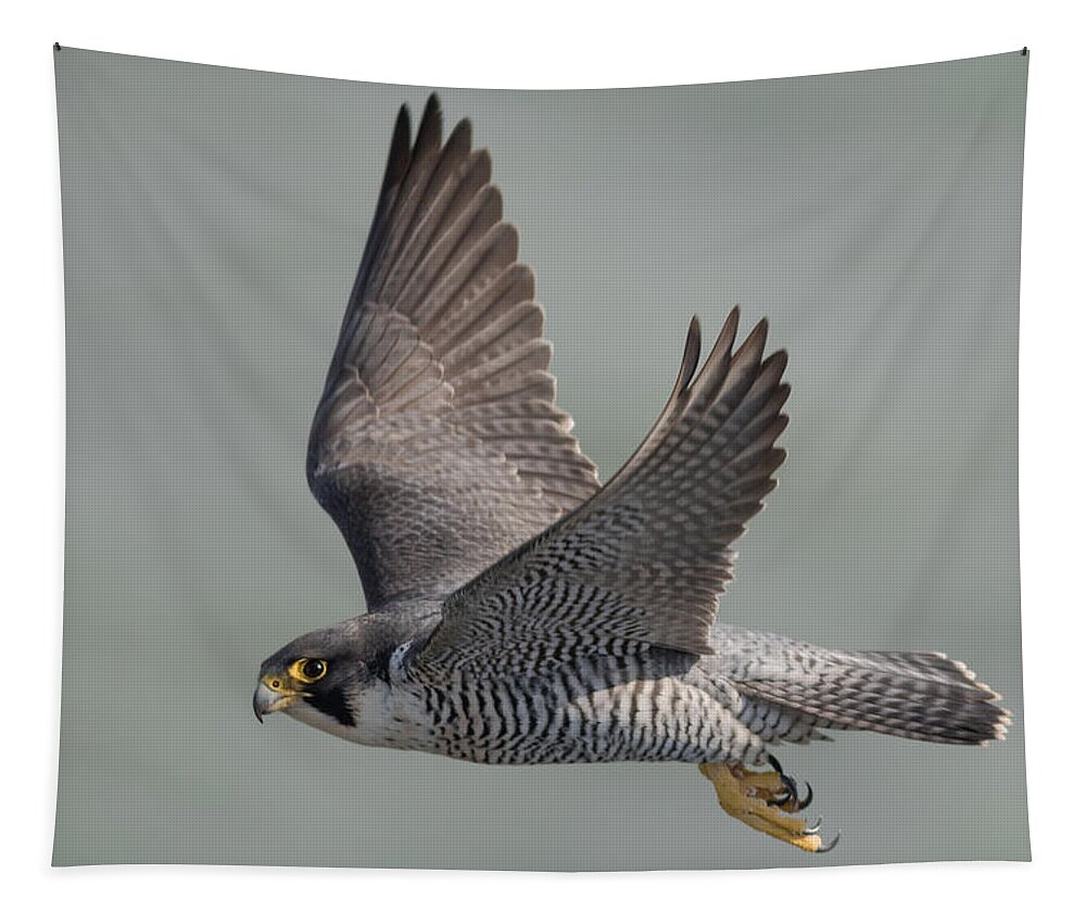 Peregrine Tapestry featuring the photograph Peregrine Falcon #2 by Ian Hufton
