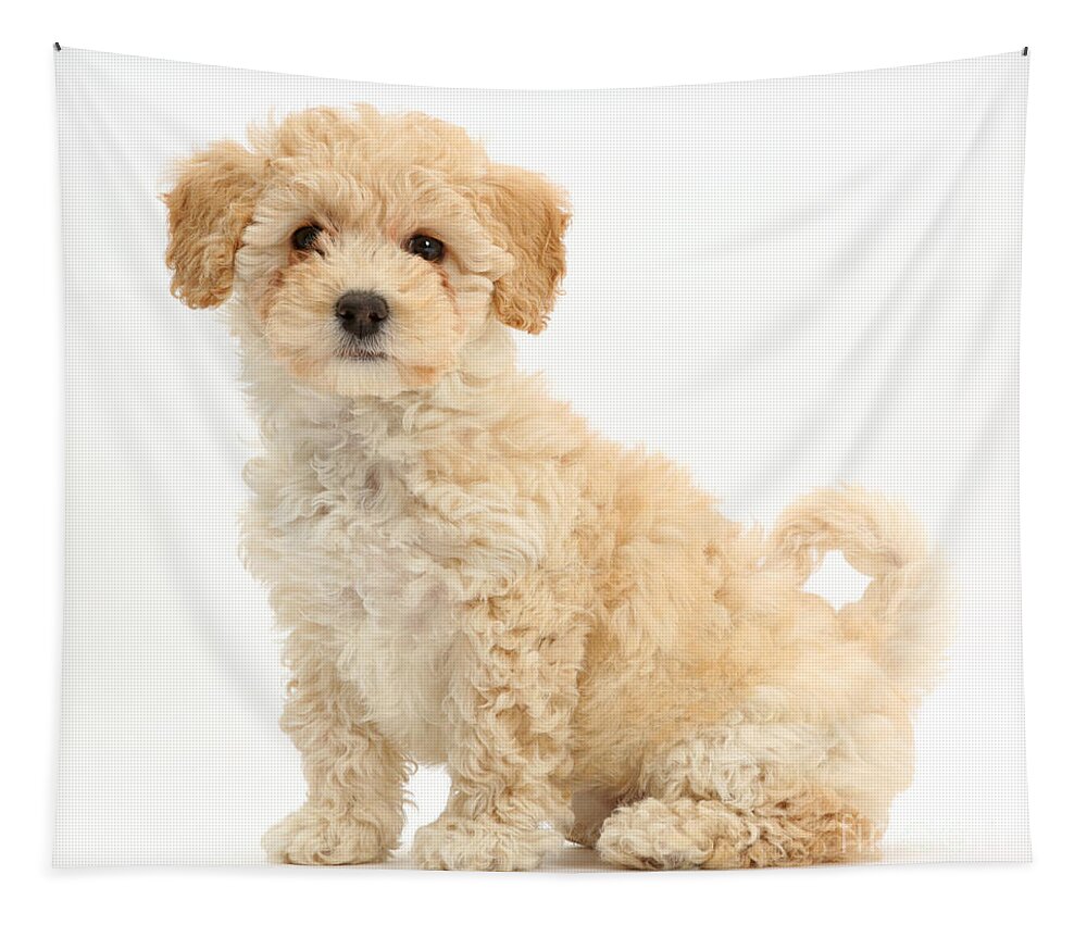 Poochon Puppy Tapestry featuring the photograph Poochon Puppy #2 by Mark Taylor