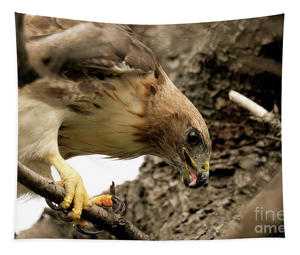 Red Tailed Hawk Tapestry featuring the photograph Red tailed hawk #2 by Sam Rino