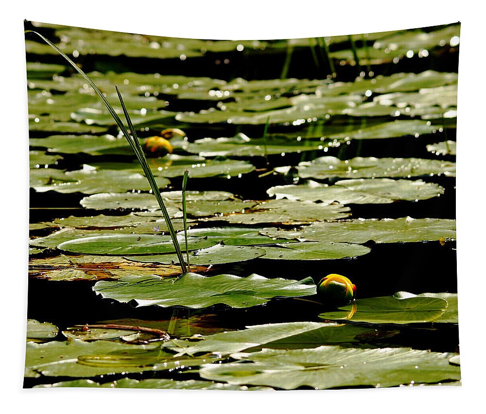 Lily Pads Tapestry featuring the photograph The Shallows #2 by Debbie Oppermann