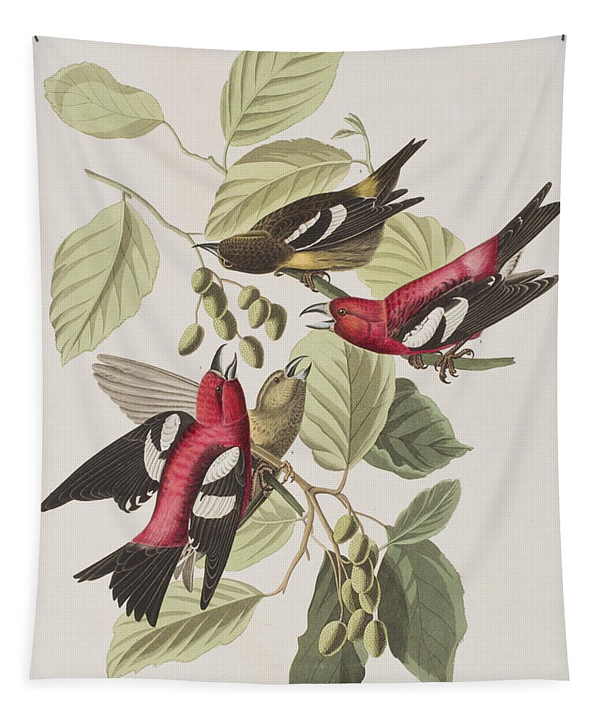 Crossbill Tapestry featuring the painting White-winged Crossbill by John James Audubon
