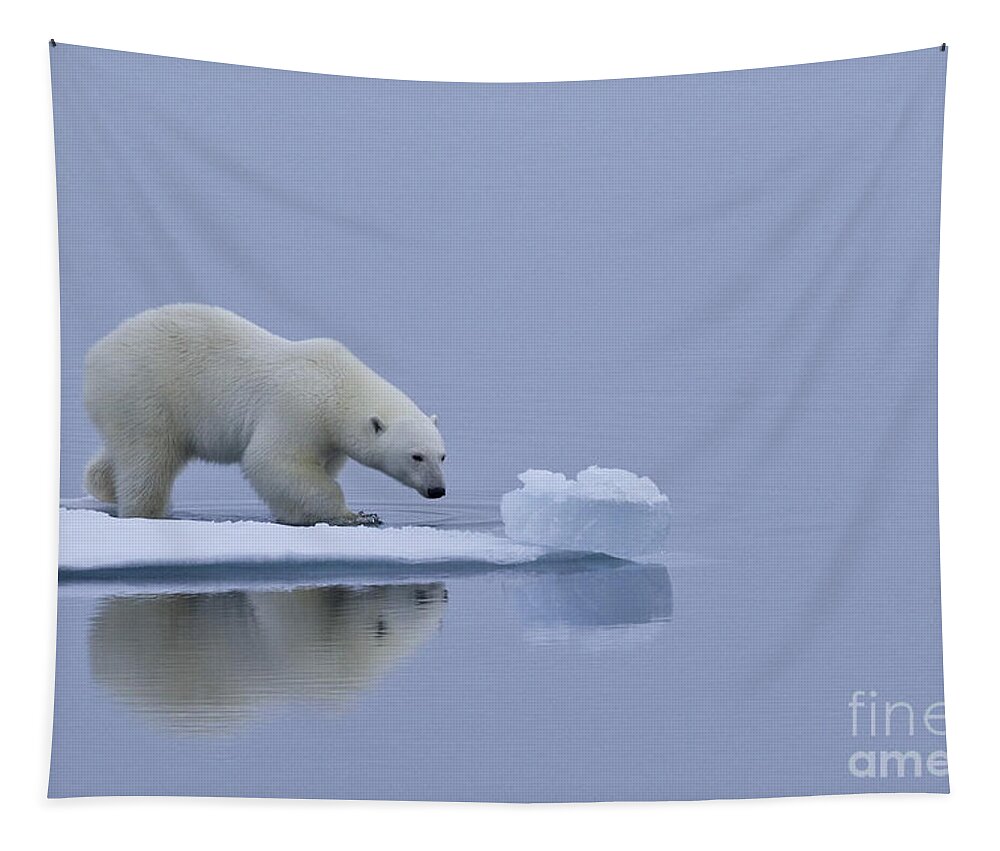 Polar Bear Tapestry featuring the photograph Polar Bear In Svalbard #23 by Jean-Louis Klein & Marie-Luce Hubert