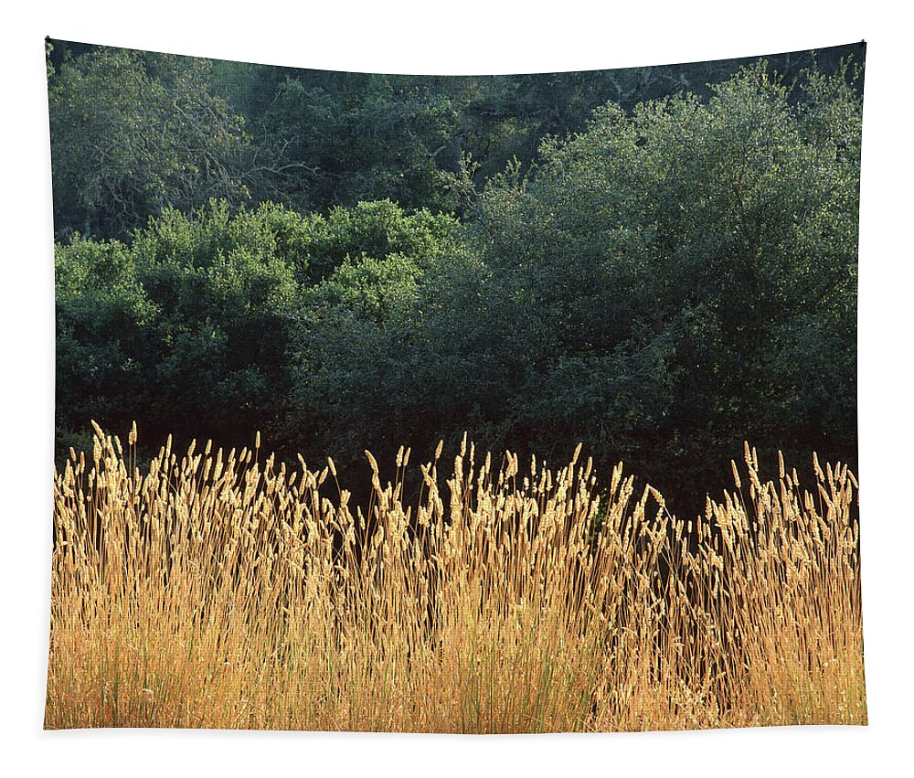 Grass Tapestry featuring the photograph 2B6318 Grass and Oak Trees on Sonoma Mountain by Ed Cooper Photography