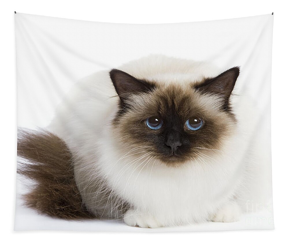 Cat Tapestry featuring the photograph Birman Cat by Jean-Michel Labat