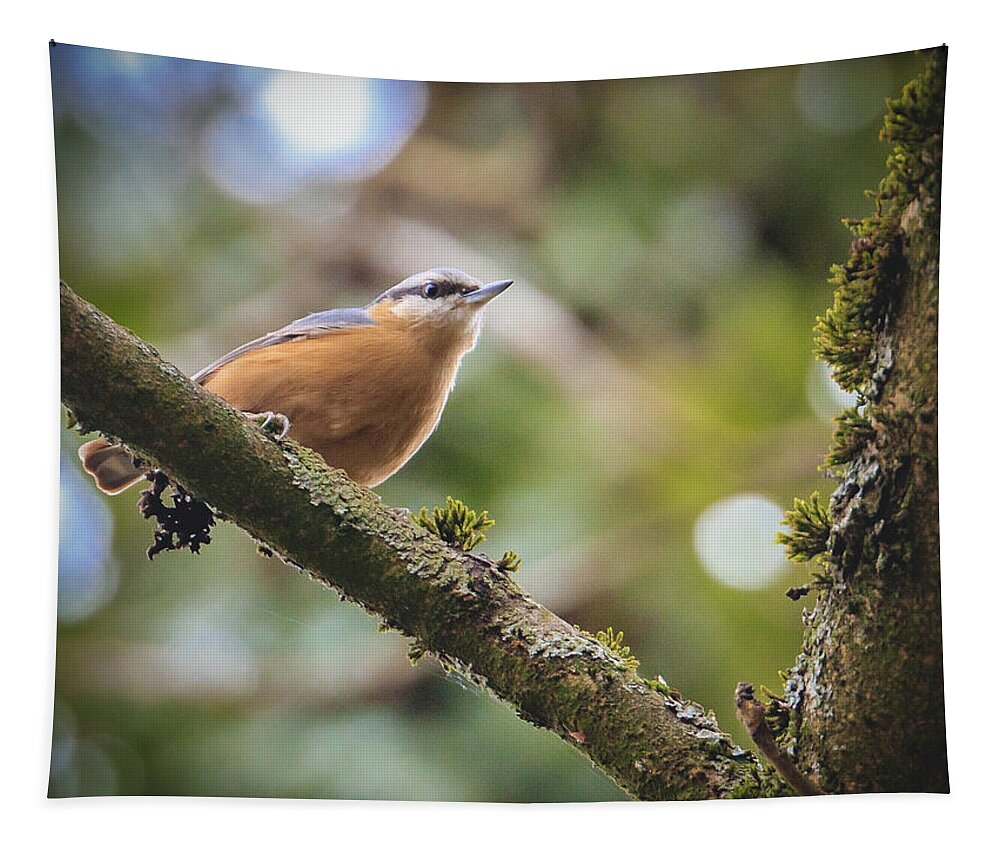 Eurasian Nuthatch Tapestry featuring the photograph Eurasian Nuthatch - Sitta europaea #1 by Marc Braner