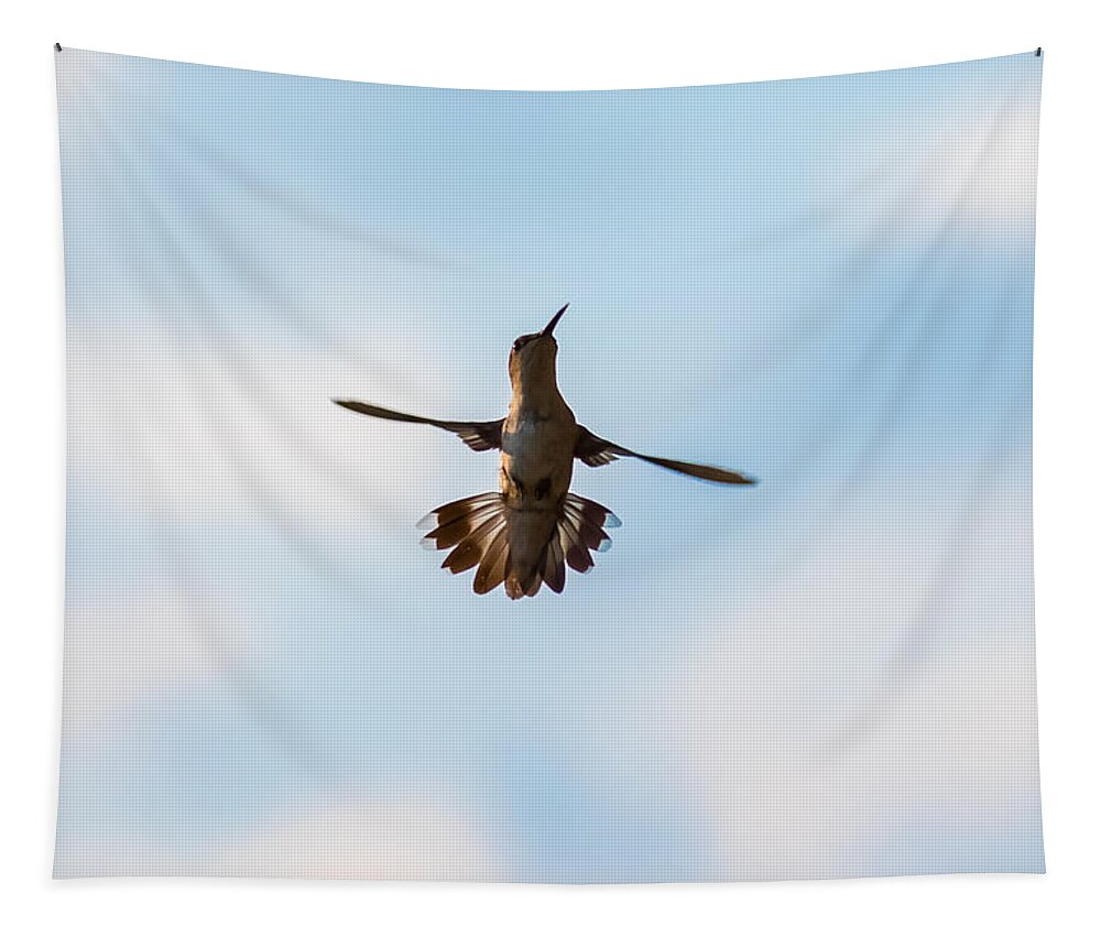 Hummingbird Tapestry featuring the photograph Hummingbird #3 by Holden The Moment