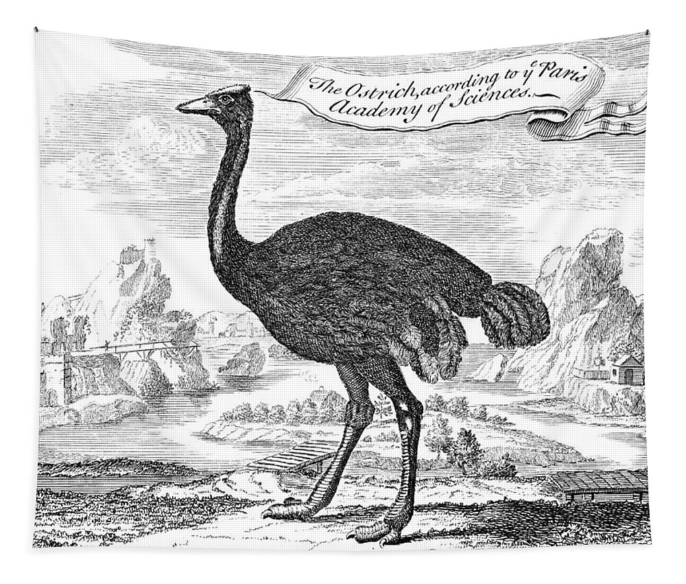 18th Century Tapestry featuring the photograph Ostrich #3 by Granger