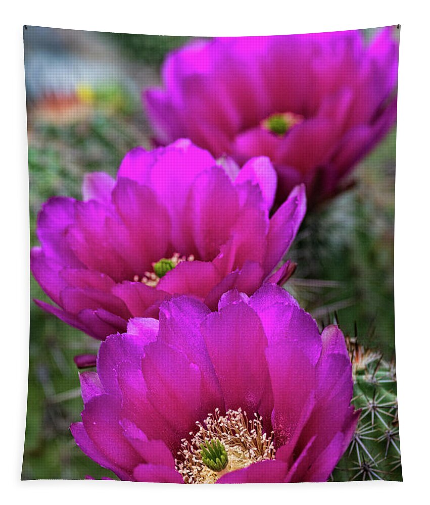 Strawberry Hedgehog Cactus Tapestry featuring the photograph Pink Hedgehog Cactus #4 by Saija Lehtonen