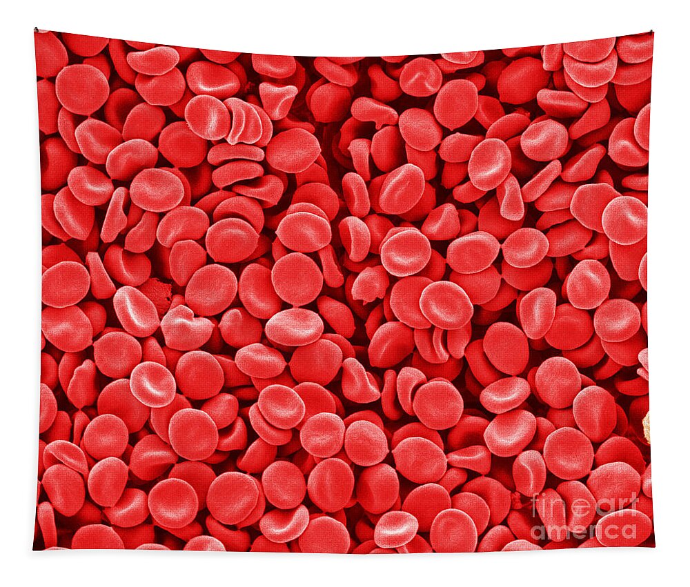 Red Blood Cells Tapestry featuring the photograph Red Blood Cells, Sem by Scimat