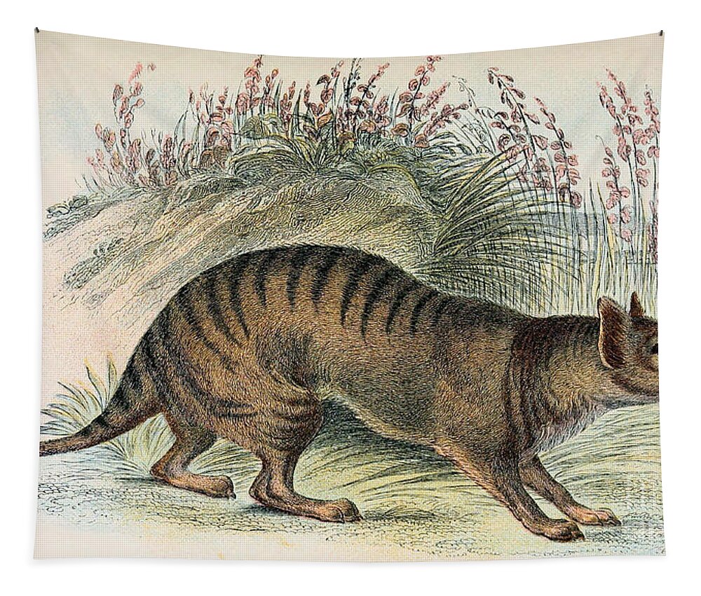 Thylacine Tapestry featuring the photograph Tasmanian Tiger, Extinct Species #3 by Biodiversity Heritage Library