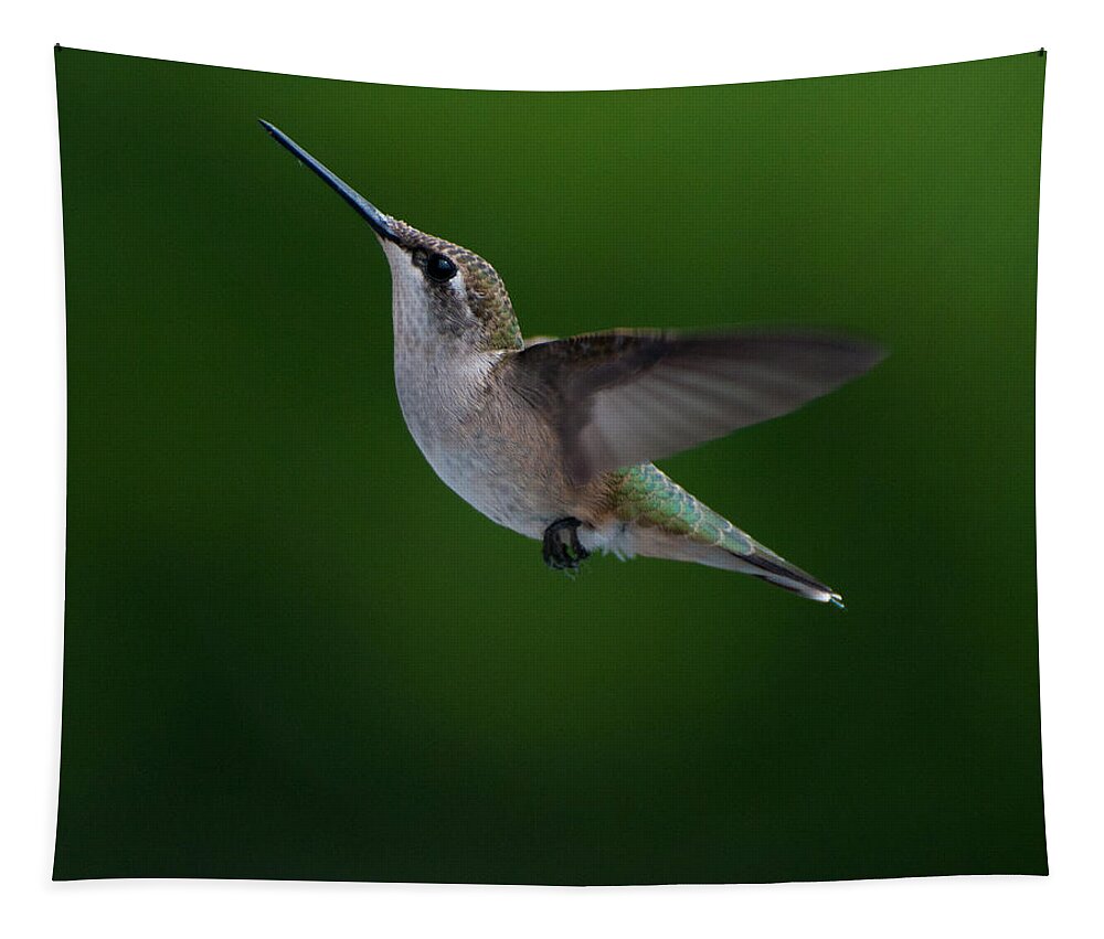 Hummers Tapestry featuring the photograph Female Ruby Throated Hummingbird by Brenda Jacobs