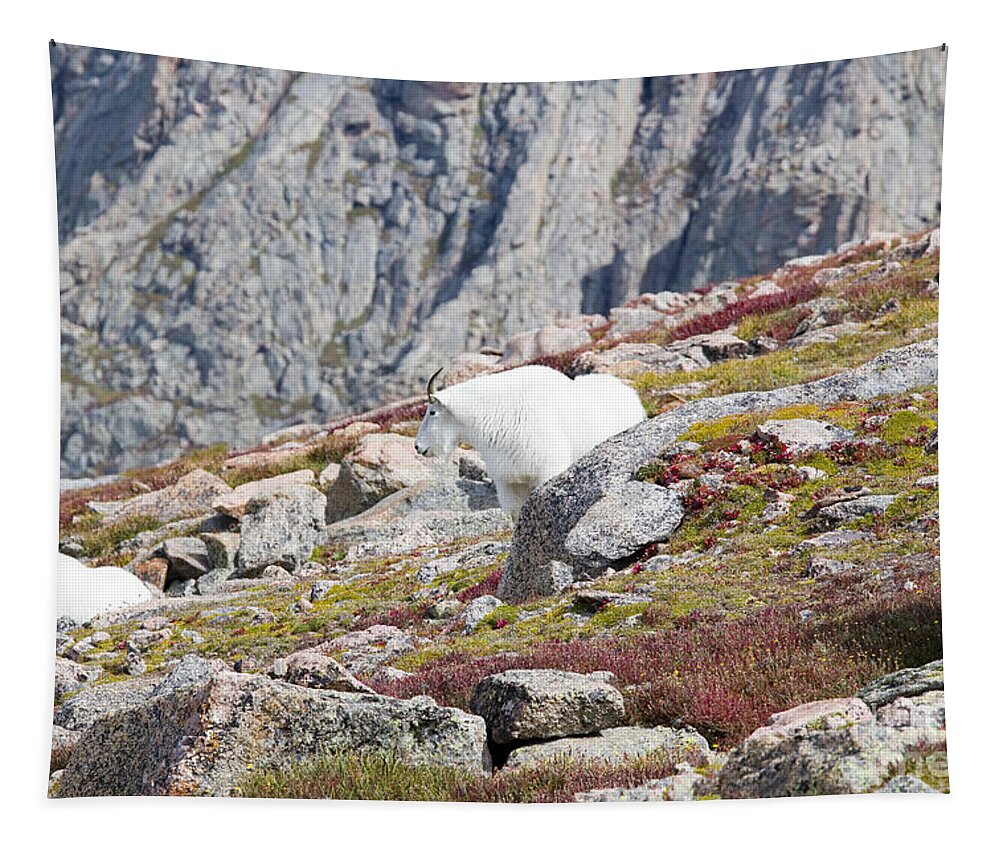 Goat Tapestry featuring the photograph Mountain Goats on Mount Bierstadt in the Arapahoe National Fores #4 by Steven Krull