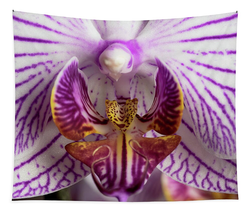 Orchid Tapestry featuring the photograph Orchid phalaenopsis flower #3 by Michalakis Ppalis