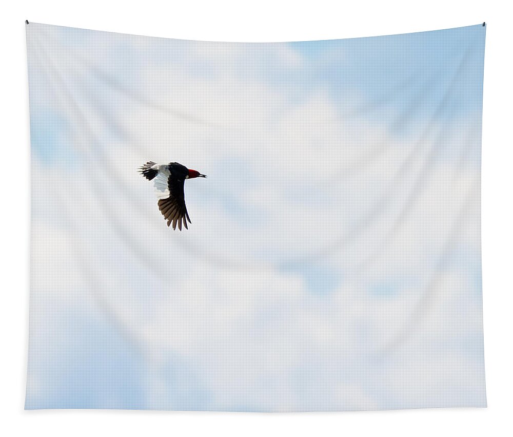 Red-headed Woodpecker Tapestry featuring the photograph Red-Headed Woodpecker by Holden The Moment