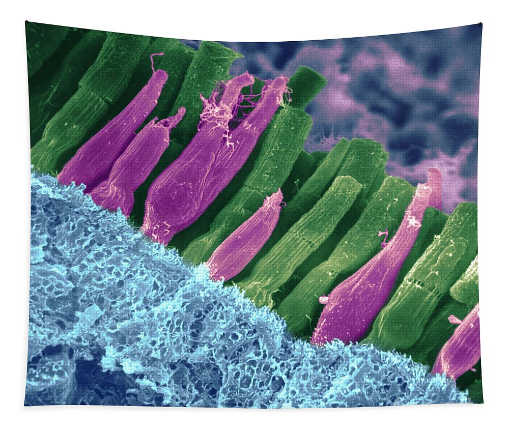 Scanning Electron Micrograph Tapestry featuring the photograph Rods And Cones In Retina by Omikron
