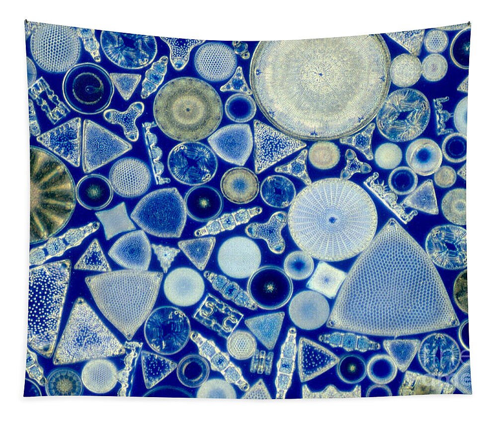 Diatom Tapestry featuring the photograph Diatoms by M. I. Walker
