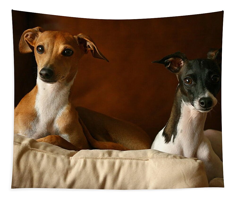Editorial Tapestry featuring the photograph Italian Greyhounds #3 by Angela Rath