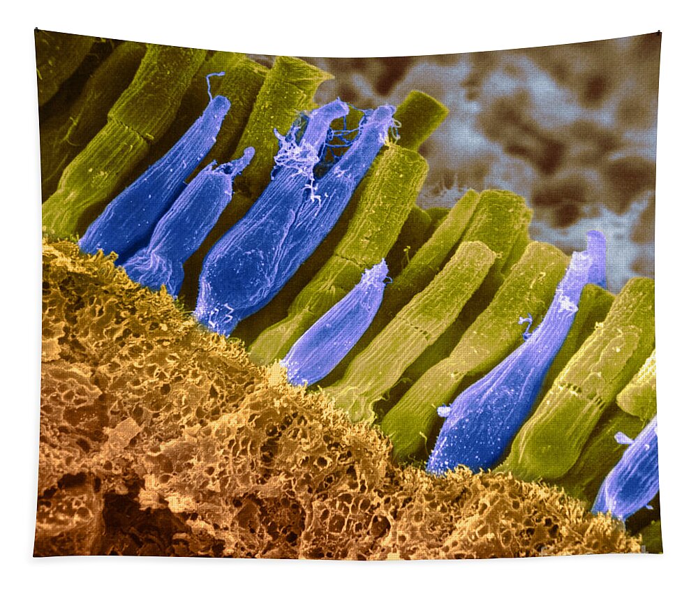 Scanning Electron Micrograph Tapestry featuring the photograph Rods And Cones In Retina #5 by Omikron