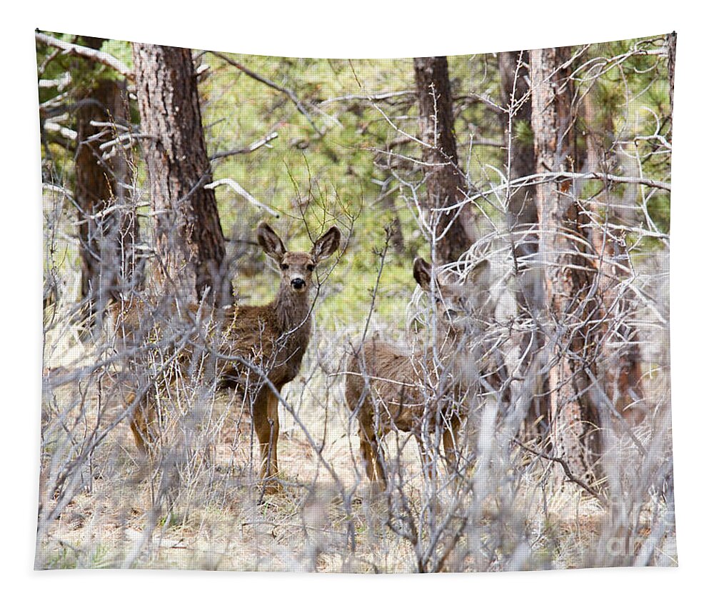 Deer Tapestry featuring the photograph Mule Deer in the Pike National Forest of Colorado #7 by Steven Krull