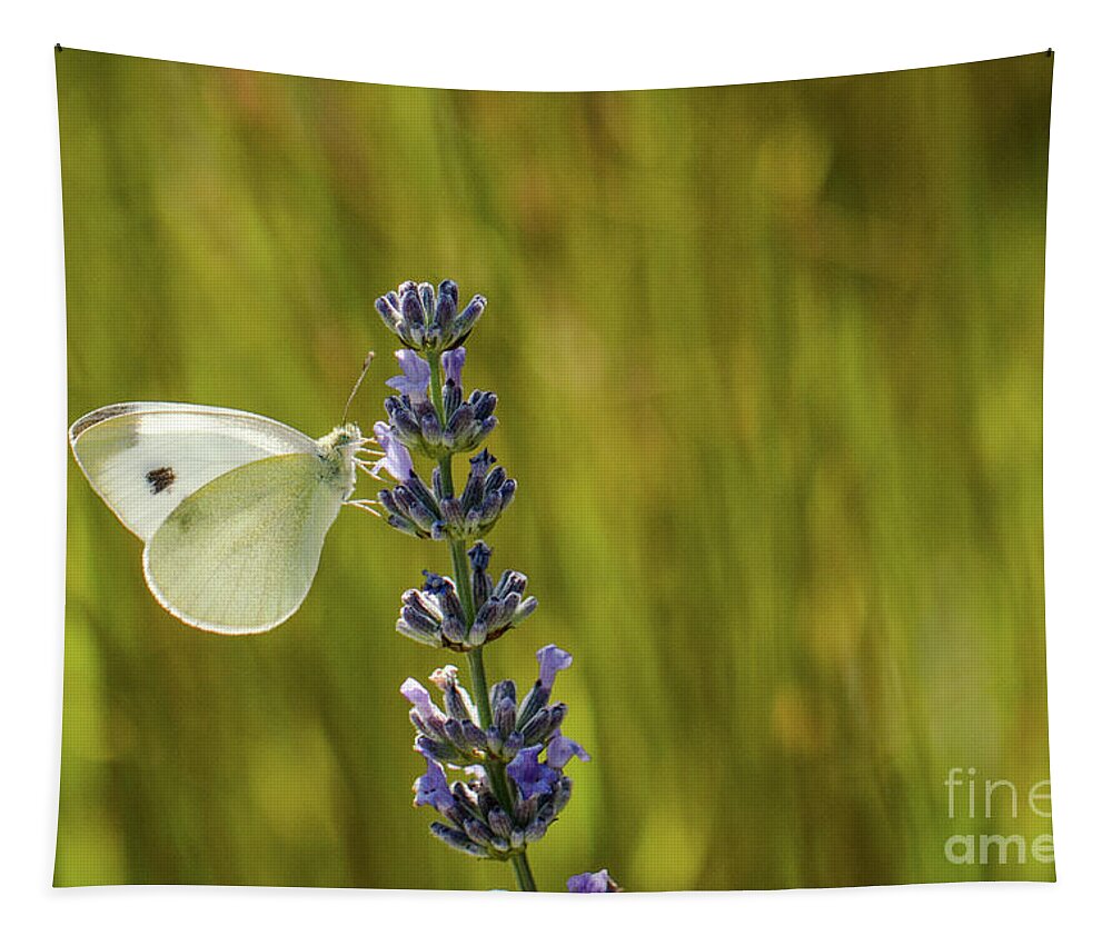 Animal Tapestry featuring the photograph Pieris brassicae, the large white, also called cabbage butterfly by Amanda Mohler