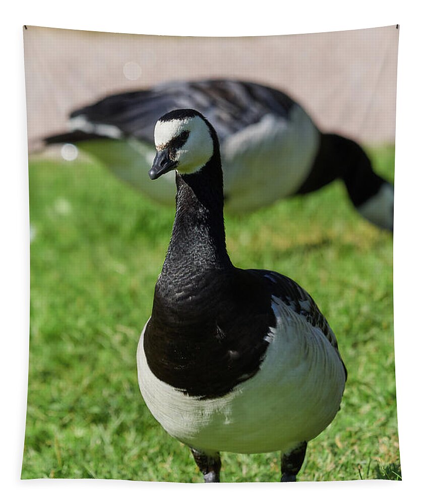 Barnacle Goose Tapestry featuring the photograph Barnacle goose #9 by Jouko Lehto