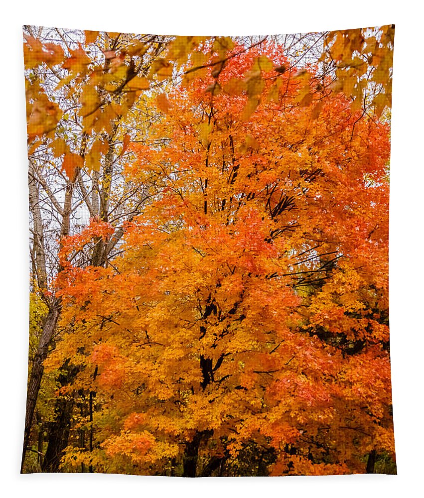 Autumn Tapestry featuring the photograph Fall foliage #9 by SAURAVphoto Online Store