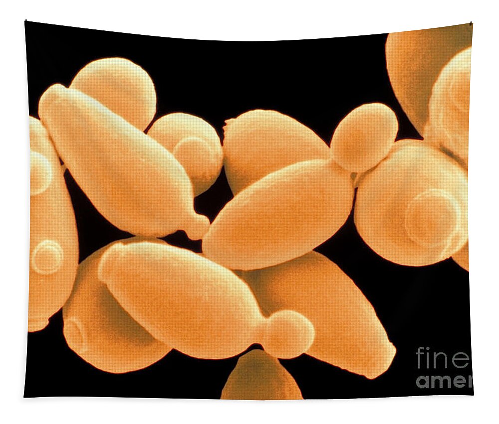 Saccharomyces Cerevisiae Tapestry featuring the photograph Saccharomyces Cerevisiae #9 by Scimat