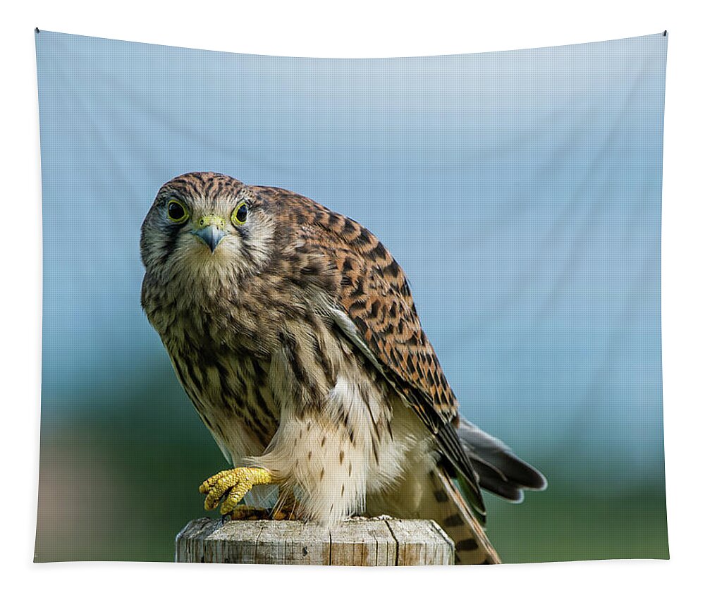 Kestrel Tapestry featuring the photograph A beautiful young kestrel looking behind you by Torbjorn Swenelius