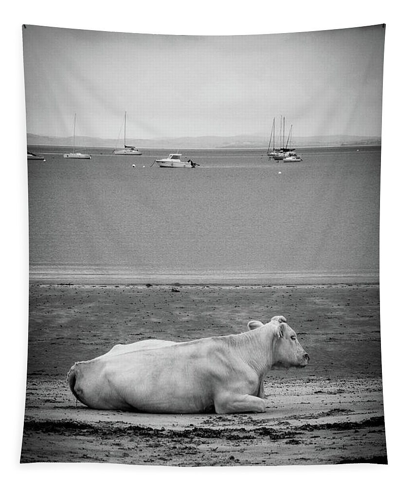 Ireland Tapestry featuring the photograph A cow on the beach by RicardMN Photography